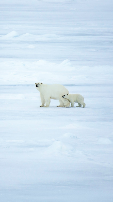 Polar Bear Walking in an Arctic miui theme