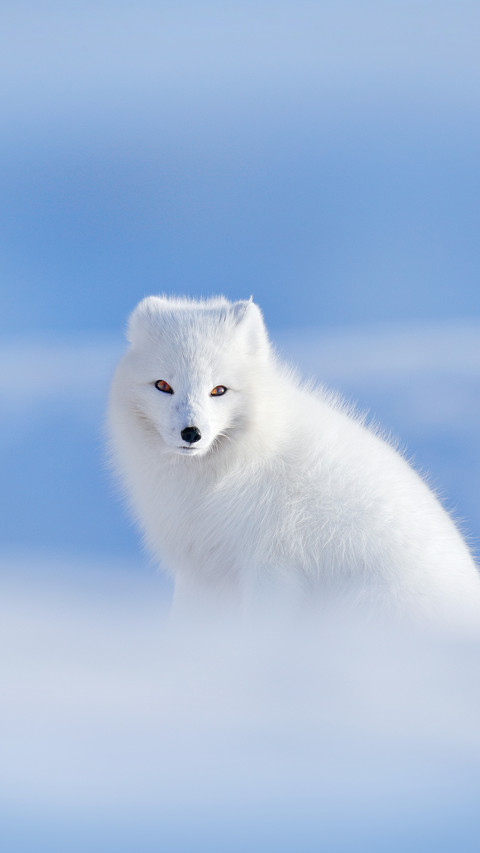 Folk stories about white fox 63 preview