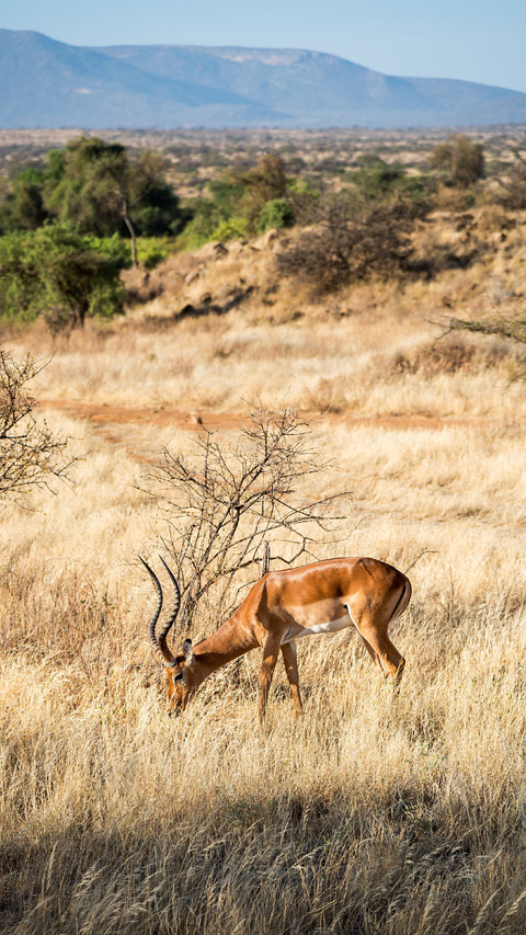Antelope Grazed on The Grassland preview