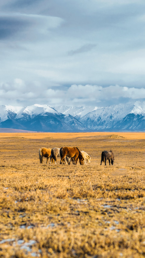 Mongolia suffers from severe snow disasters preview