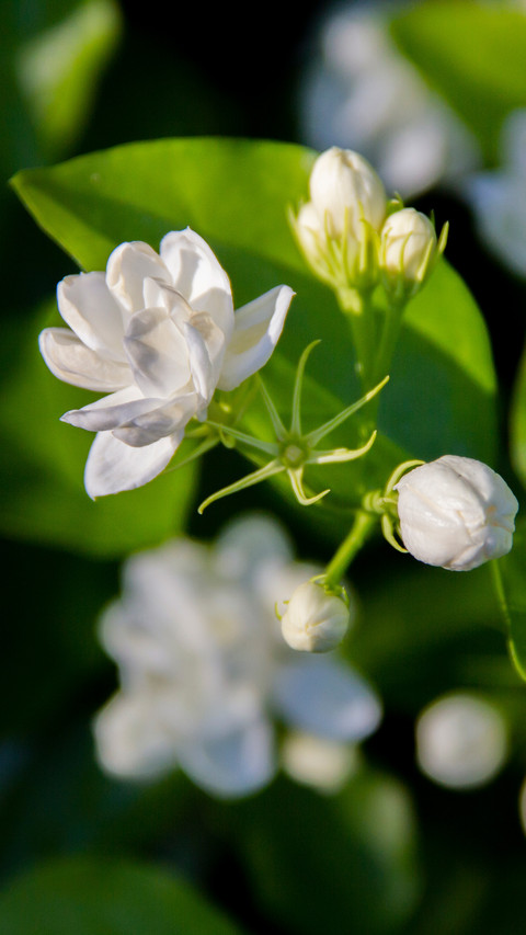 Jasmine flowers in jufeng scenic area preview
