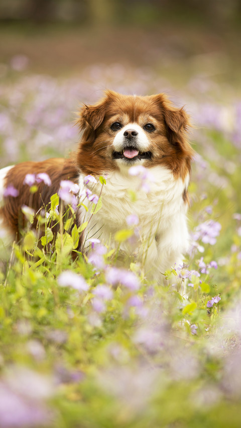 Did you walk the dog today preview