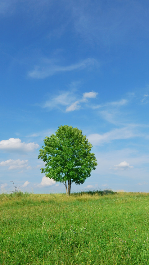 Green grass and blue sky preview