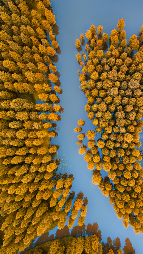 Aerial View of The Forest preview