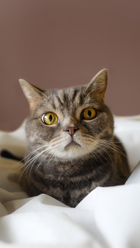 How to make cats stop scratching furniture 3 preview