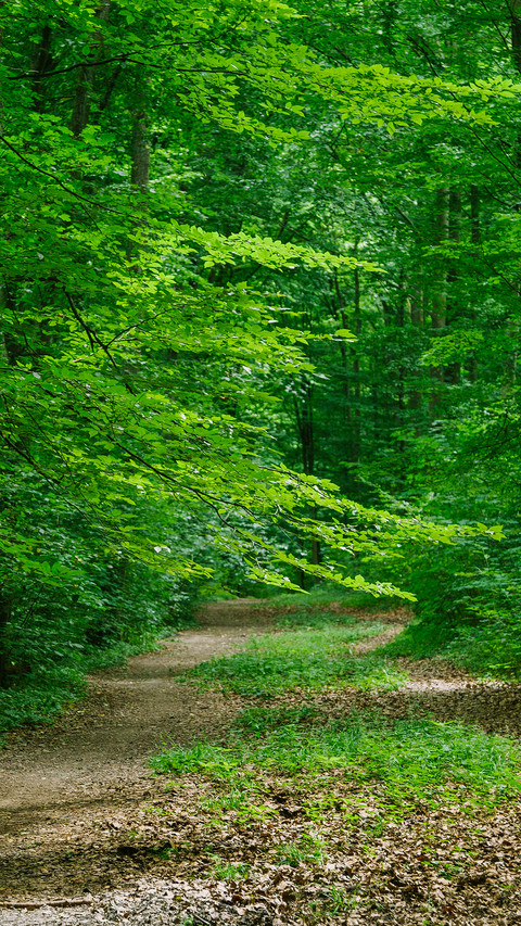 Forest Green Path preview