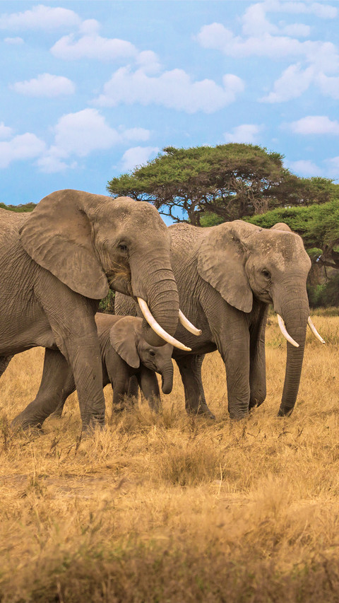 A group of elephants preview