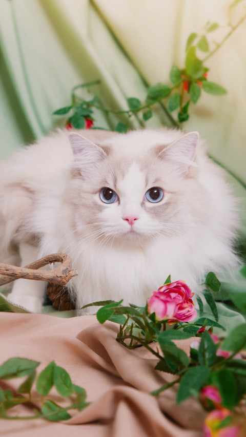 猫中的小仙女 preview