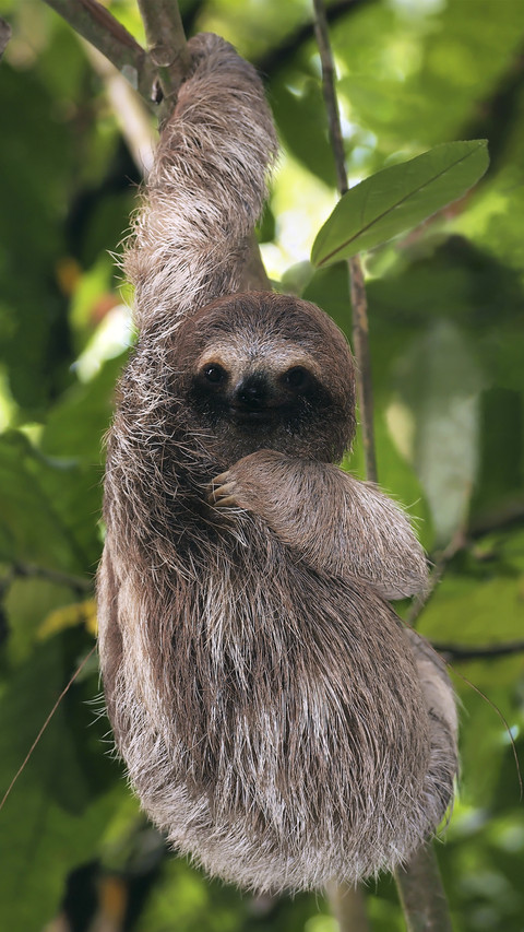 Hanging Three-toed Sloth preview