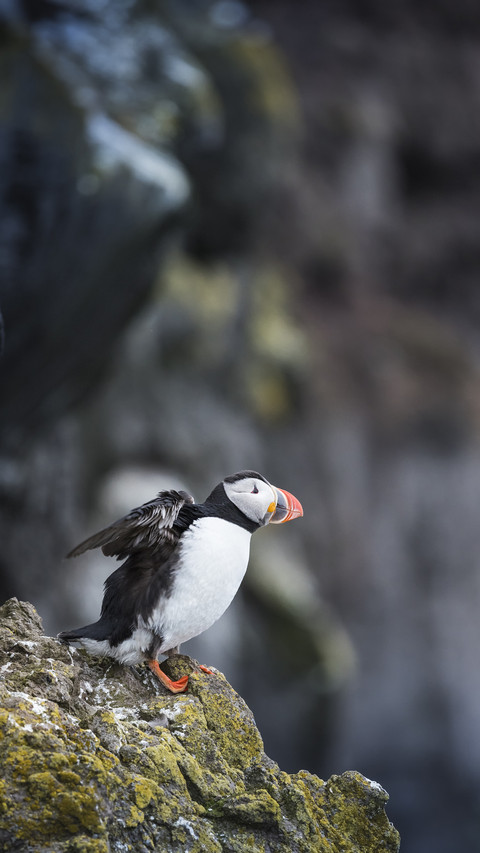 Lovely Puffin on Coast preview