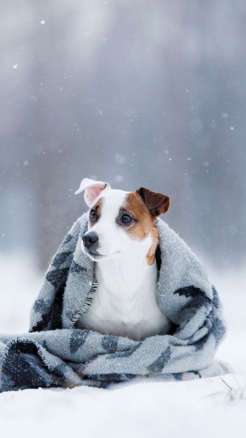 Dog sitting under the rug outdoors in the winter preview