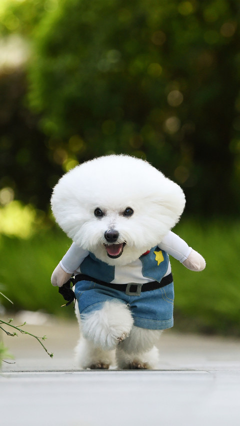 Signs of rabies in dogs preview