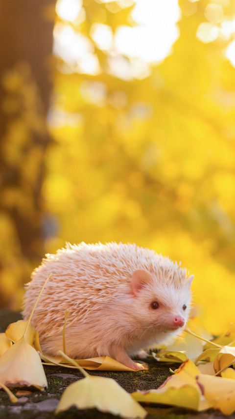 Why do hedgehogs have thorns on their bodies preview