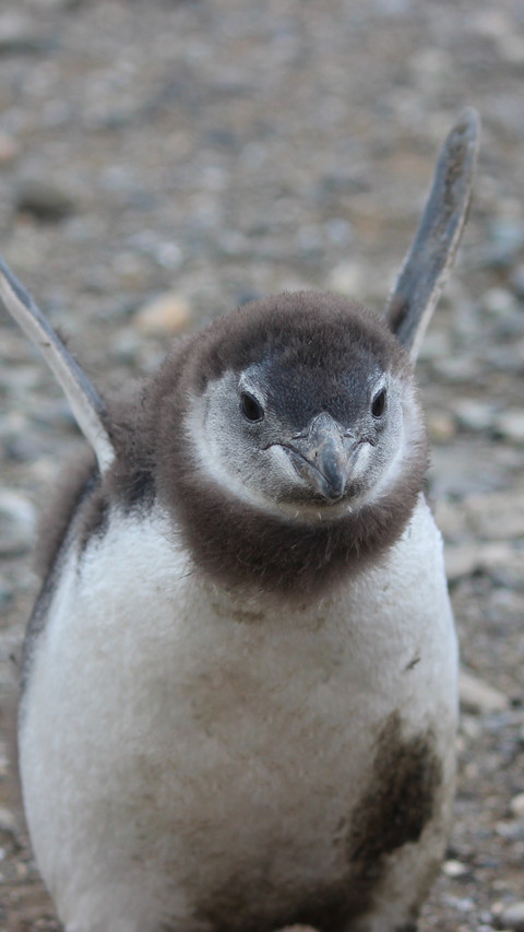 Pingu (2) preview