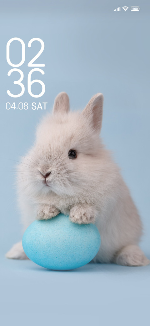 Cute rabbit preview