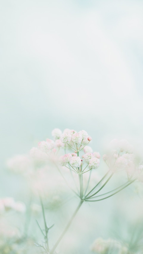 寻春 preview