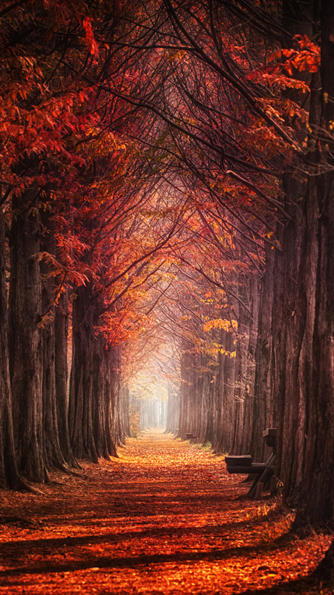 加拿大枫叶林 preview