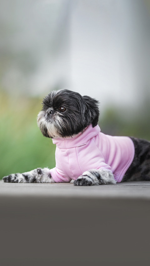 A black-and-white female Shih Tzu in a pink preview