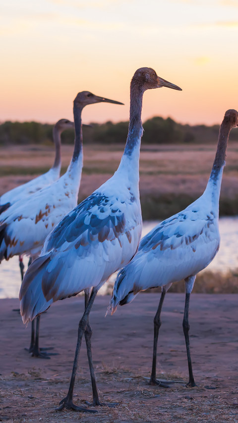The redcrowned crane is walking preview
