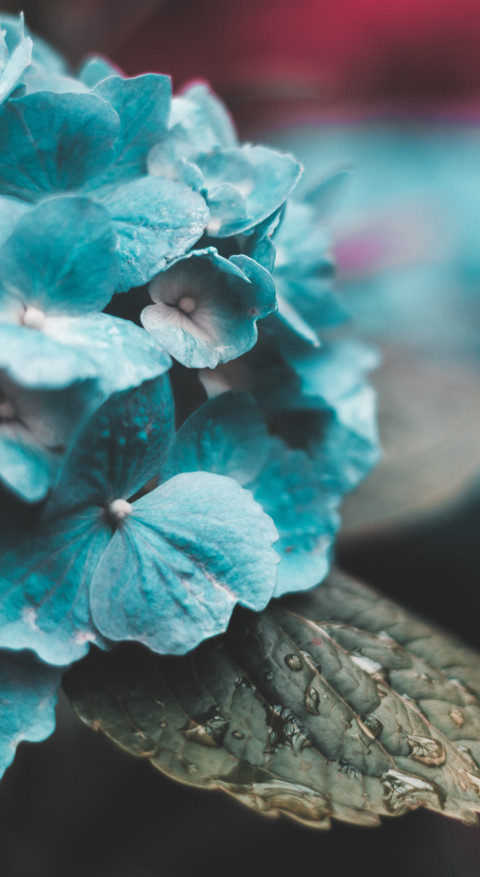 Macro Photography preview