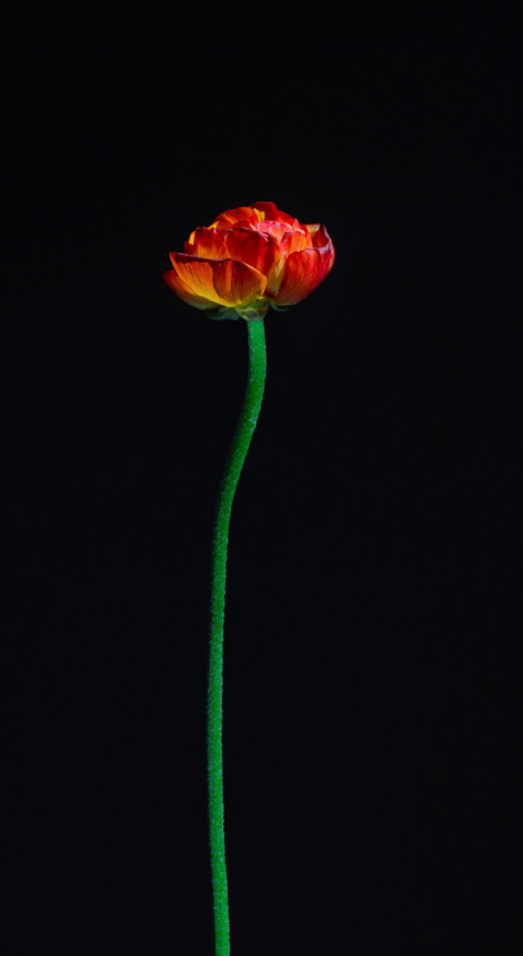 Floral B1 preview