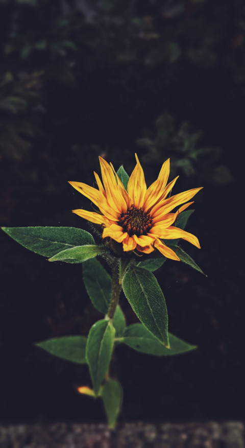 Floral B1 (12) preview