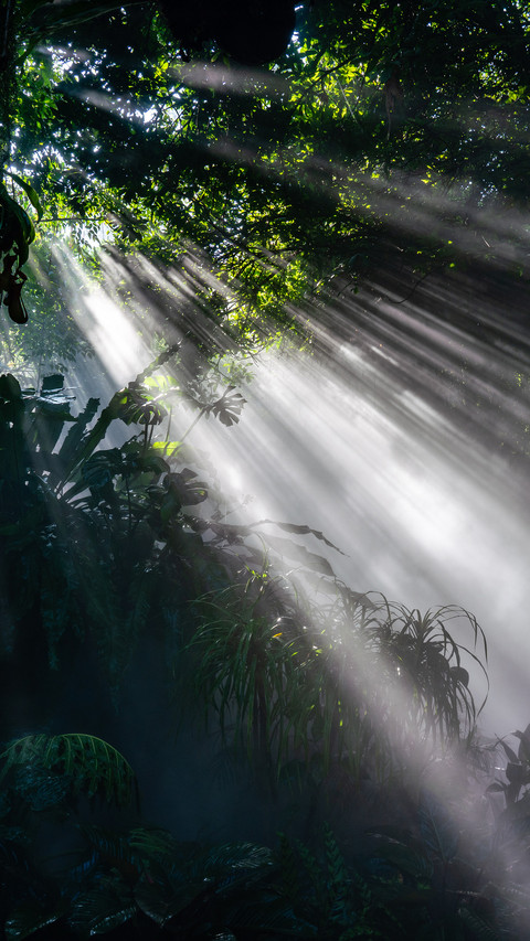 Tropical rainforest preview