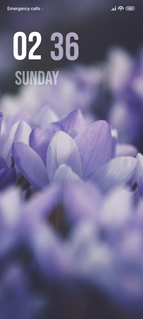 Crocus Purple preview