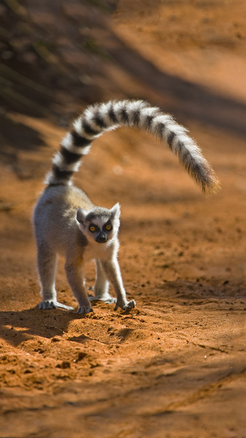 The ten slowest animals 85 preview