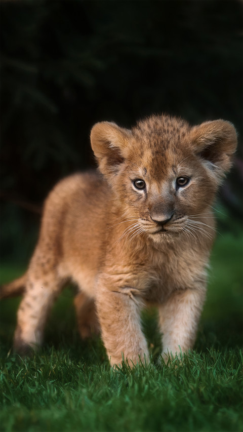 Cute Cheetah-01 preview