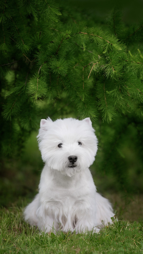 Cute West Highland White Terrier in a Lush Park preview