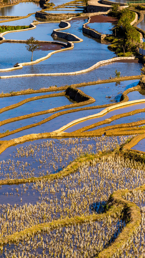 Yunnan yuanyang terraced fields and countryside preview