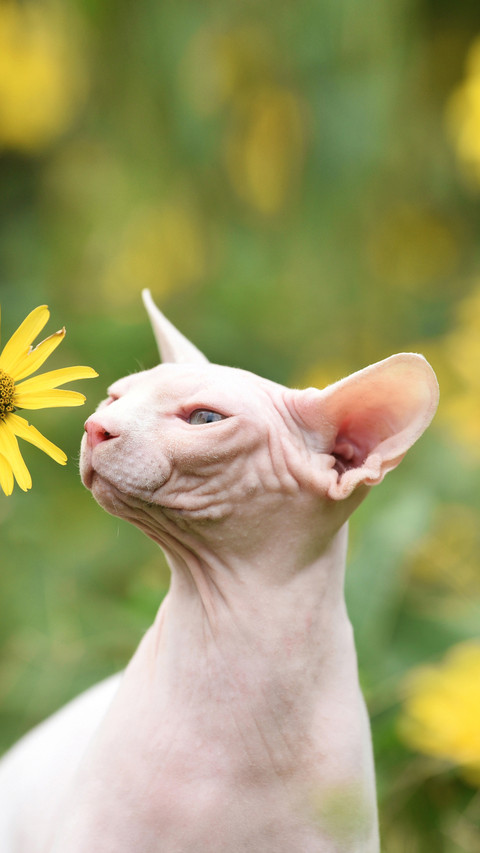 The most alien looking Meow 3 preview
