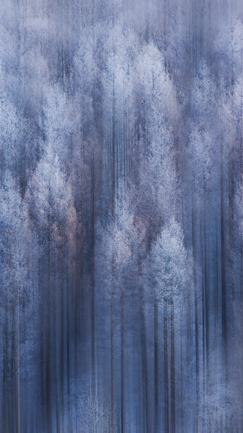 The snowcovered forest remains silent as ever preview