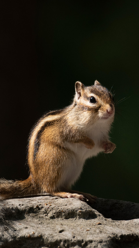 Chipmunk preview