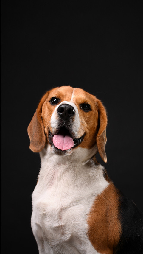 Why Dogs Hate Elizabeth Circle 0 preview
