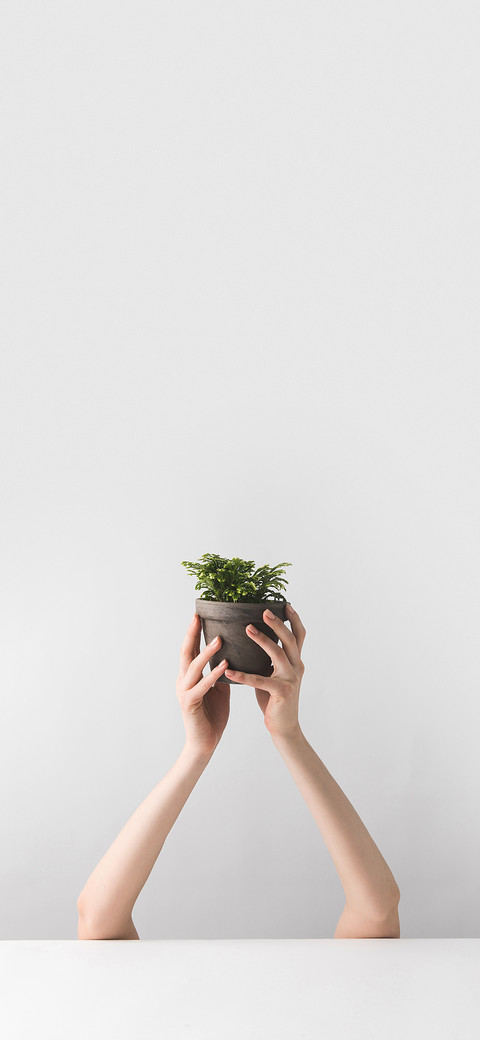 Fresh Potted Plants-PAIXIN preview