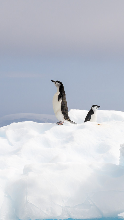 Lovely Penguins on Snow preview