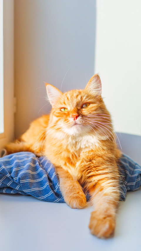 Cute cat is lying on blue striped shirt on window sill preview
