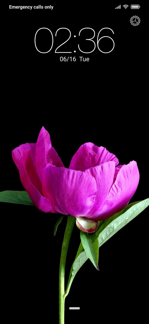 Peony (JD) preview