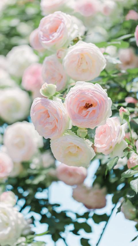 Roses under the white clouds preview