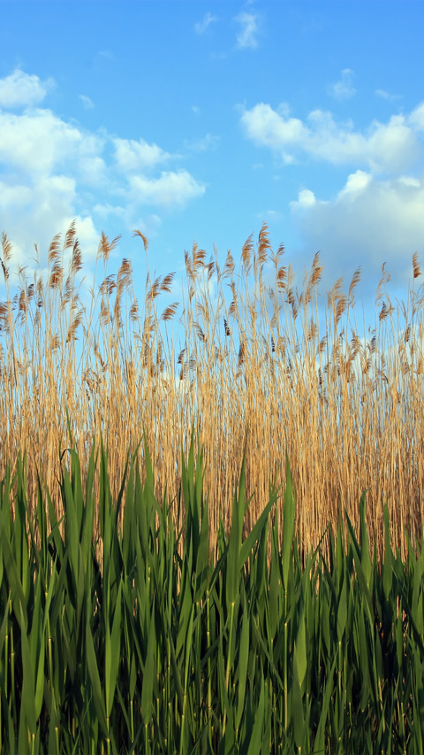 Reed shore preview