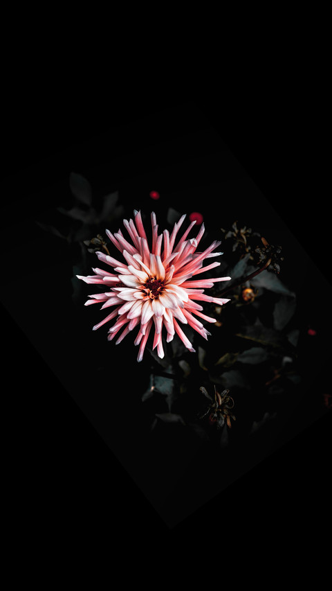 孤芳自赏 preview