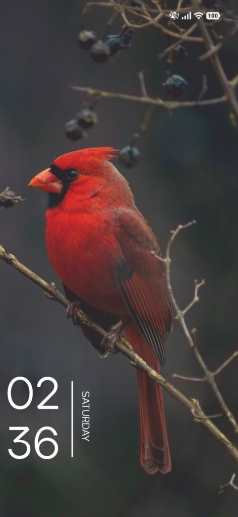 Red Finch preview