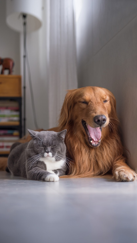 Memory of Cats and Dogs 7 preview