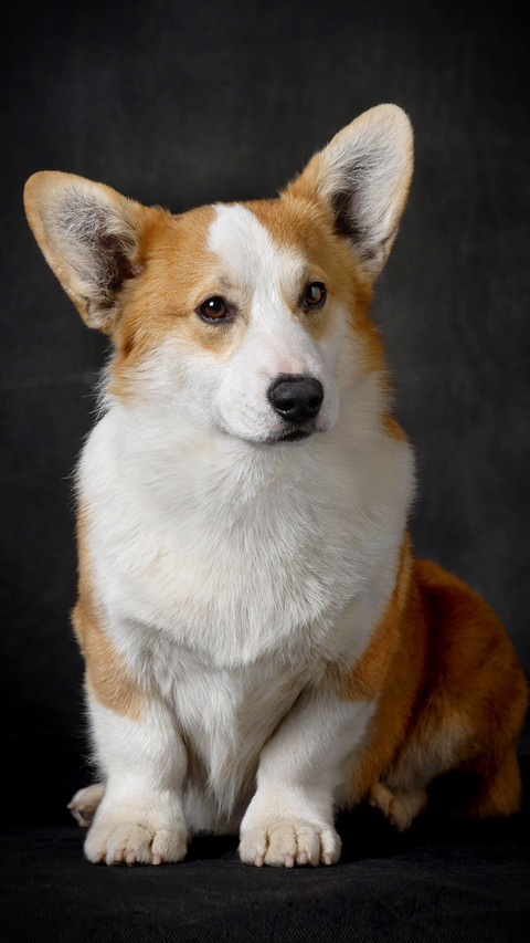 可爱萌宠威尔士柯基犬 preview