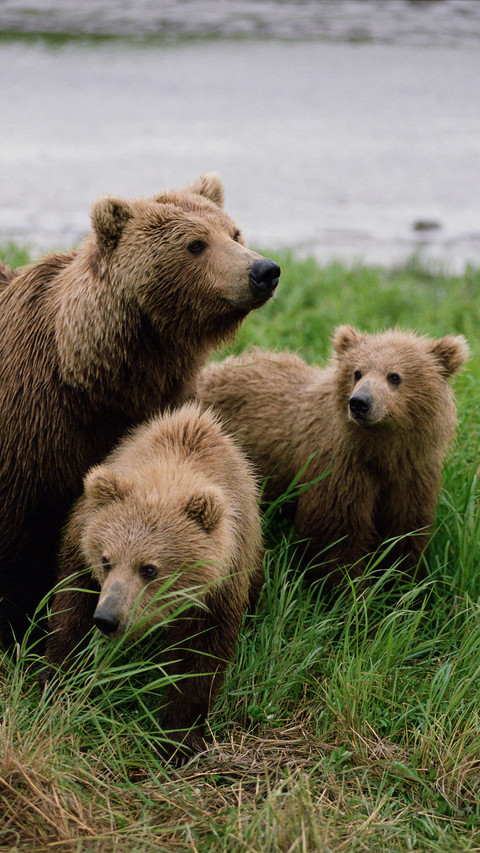 Brown bear ursos arctos mother with cubs near river preview