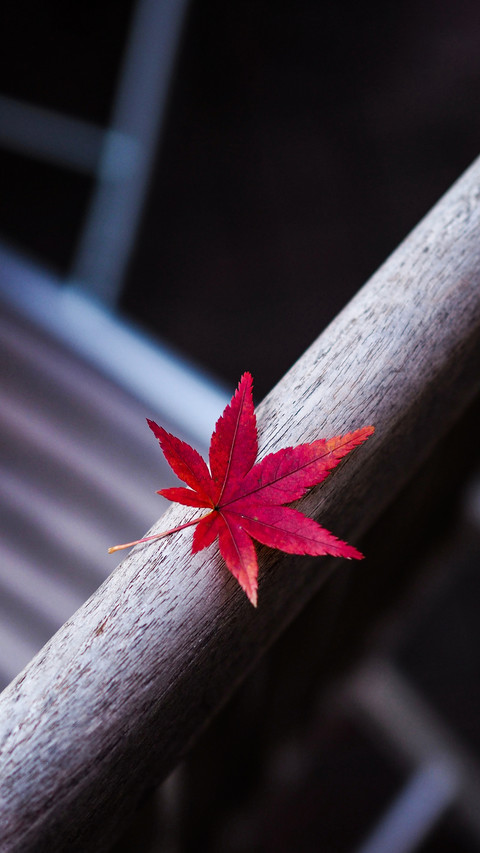 One Leaf of Red Japanese Maple on the Chair Board preview