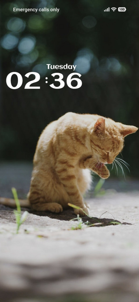 Cat Look preview
