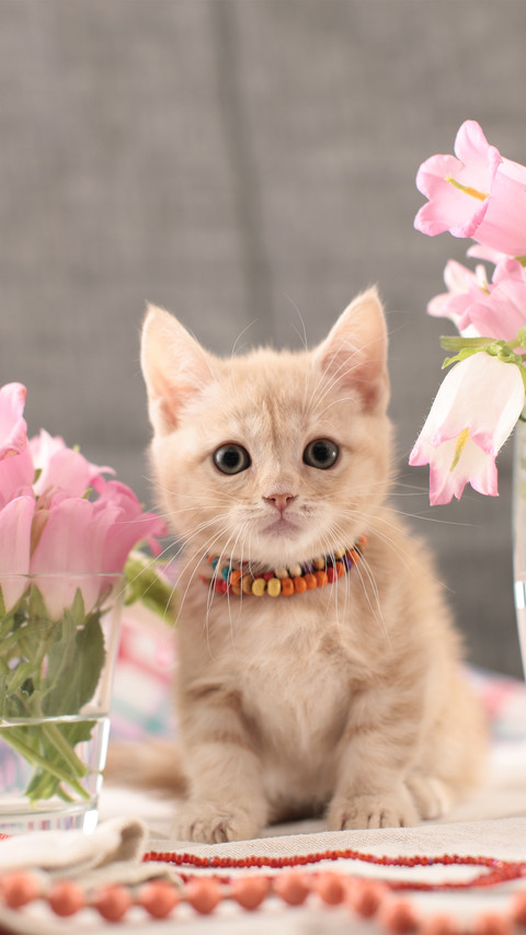 A fringed mankikan kitten preview